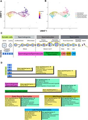 Spermiogenesis alterations in the absence of CTCF revealed by single cell RNA sequencing